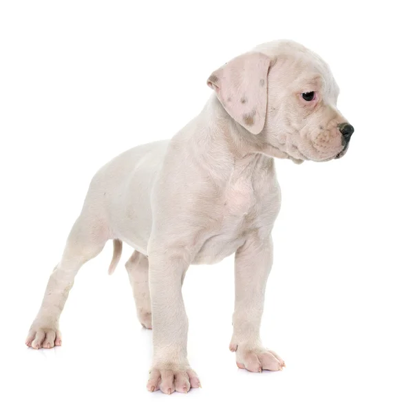 Puppy Amerikaanse bulldog — Stockfoto