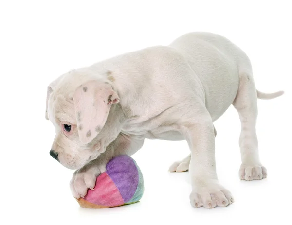 Amerikaanse bulldog pup spelen — Stockfoto