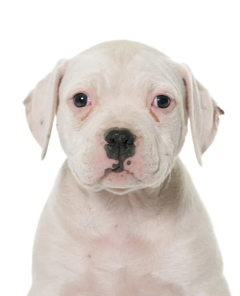 Puppy american bulldog — Stock Photo, Image