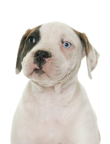 Puppy american bulldog — Stock Photo, Image