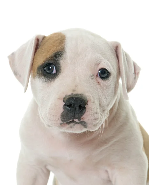 Cachorro americano bulldog —  Fotos de Stock