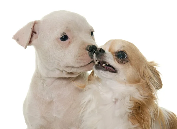 Puppy american bulldog and chihuahua — Stock Photo, Image