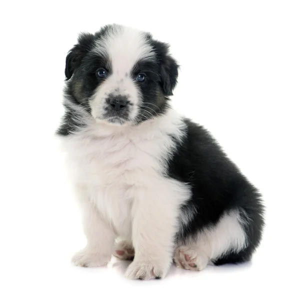 Puppy asutralian shepherd — Stock Photo, Image