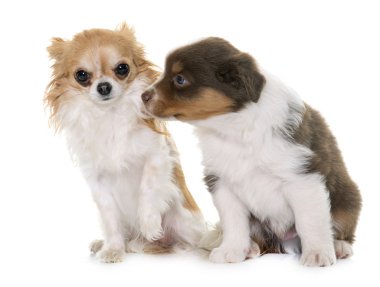 köpek yavrusu Avustralyalı çoban ve chihuahua