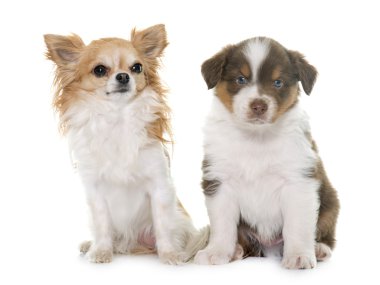köpek yavrusu Avustralyalı çoban ve chihuahua