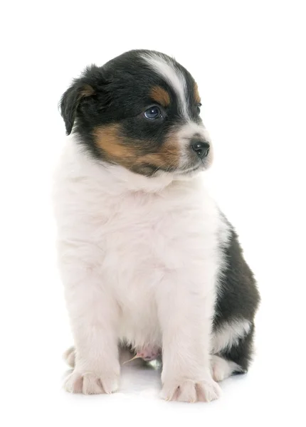 Cachorro pastor australiano — Foto de Stock