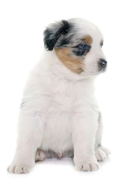 Puppy Australische herder — Stockfoto