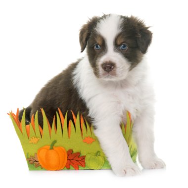 köpek yavrusu Avustralyalı çoban