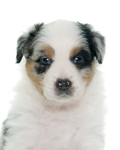 Cachorro pastor australiano — Foto de Stock