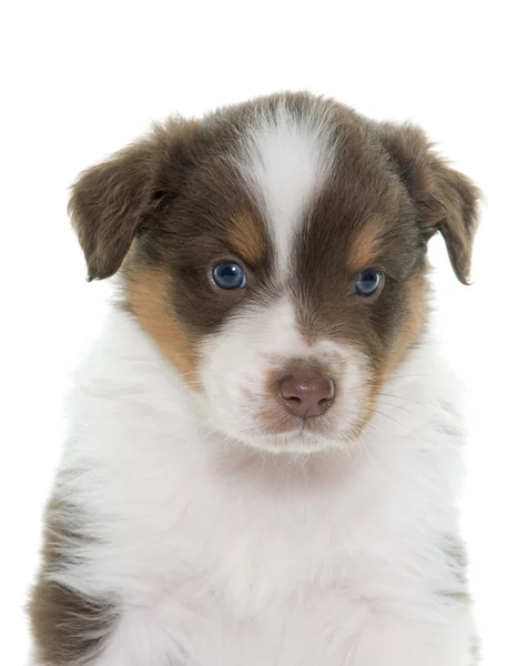 Cachorro pastor australiano — Foto de Stock