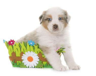 köpek yavrusu Avustralyalı çoban