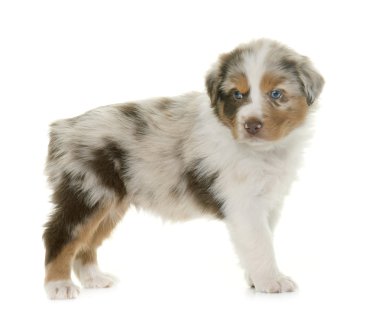 köpek yavrusu Avustralyalı çoban