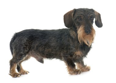 tel saçlı dachshund