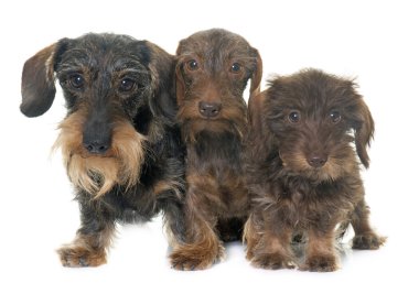 Aile tel saçlı dachshund