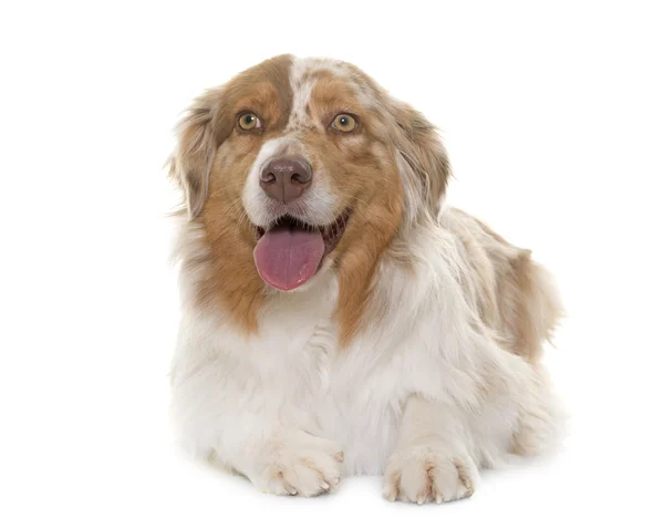 Female australian shepherd — Stock Photo, Image