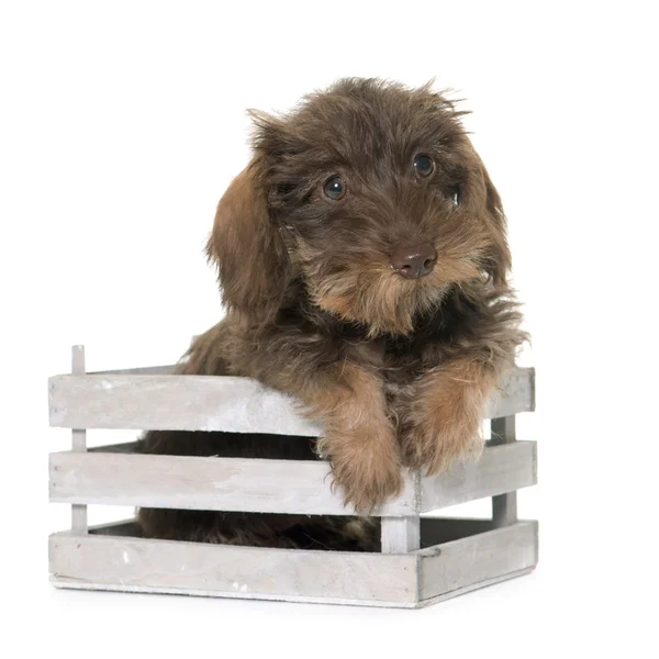 Köpek yavrusu tel saçlı dachshund — Stok fotoğraf