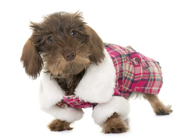 Vestito cucciolo filo dai capelli bassotto — Foto Stock