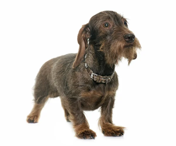 Kadın tel saçlı dachshund — Stok fotoğraf