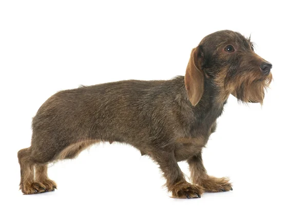 Hembra Cabello dachshund — Foto de Stock