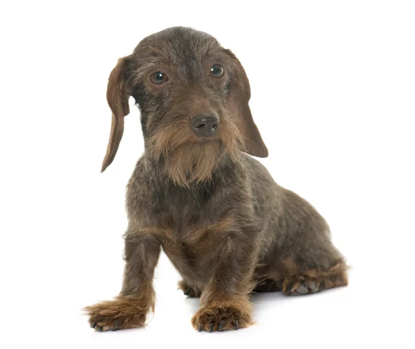 Hembra Cabello dachshund — Foto de Stock