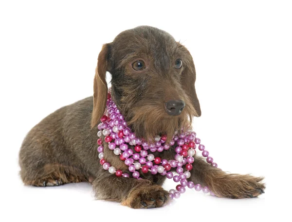 Female Wire haired dachshund — Stock Photo, Image