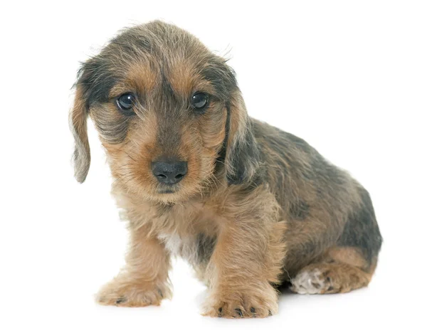 Welpen-Rauhaardackel — Stockfoto