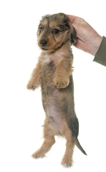 Holding puppy Wire haired dachshund — Stock Photo, Image