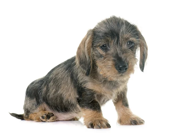 Welpen-Rauhaardackel — Stockfoto