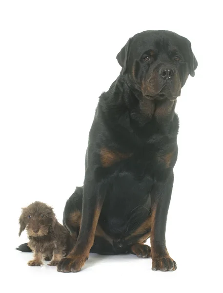 Köpek yavrusu tel saçlı dachshund ve rottweiler — Stok fotoğraf