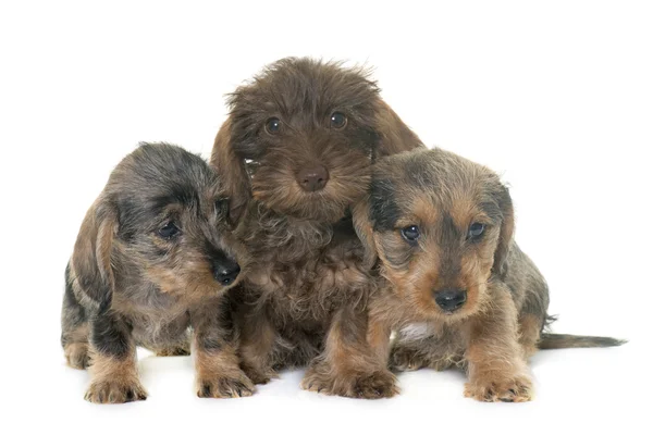 Cuccioli Filo di bassotto dai capelli — Foto Stock