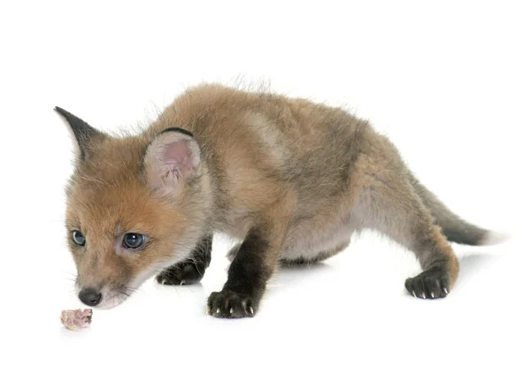 Fox cub att lukta i studio — Stockfoto