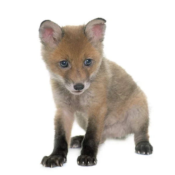 Fox cub i studio — Stockfoto