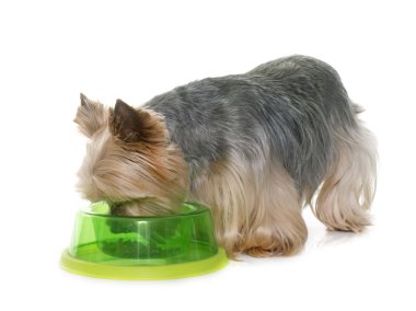 yeme yorkshire korkunç