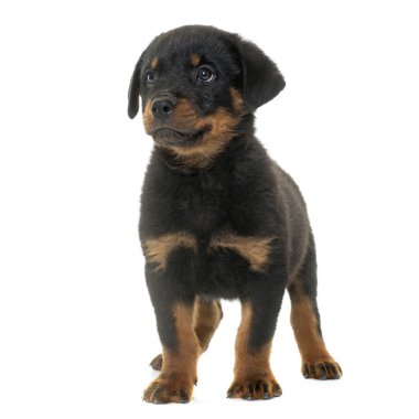 yavru rottweiler Studio