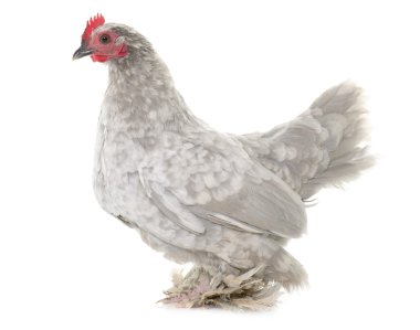 Booted Bantam in studio clipart