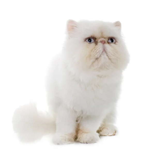 Gato persa blanco — Foto de Stock