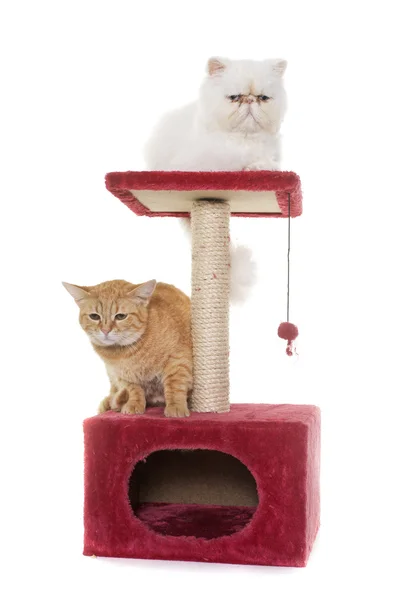 Two cats on scratching post — Stock Photo, Image