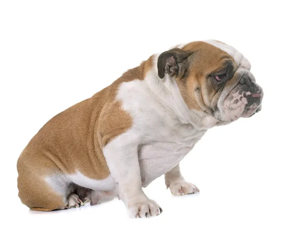 Engels bulldog in studio — Stockfoto