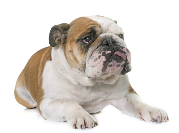 Engels bulldog in studio — Stockfoto