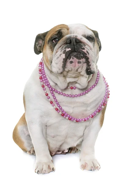 English bulldog in studio — Stock Photo, Image