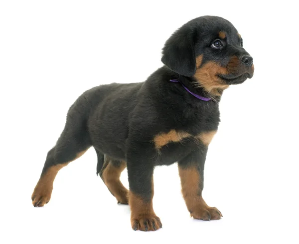 Cachorro rottweiler en estudio —  Fotos de Stock