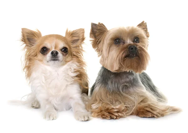 Yorkshire Terrier e chihuahua — Foto Stock