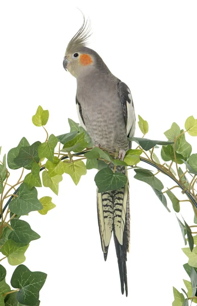 Cockatiel on ivy — Stock Photo, Image