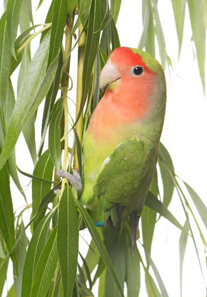 Lovebird perching on leaf — Stock Photo, Image