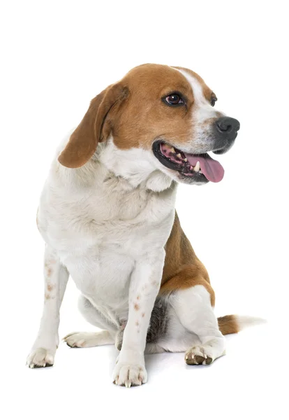 Beagle in studio — Stockfoto