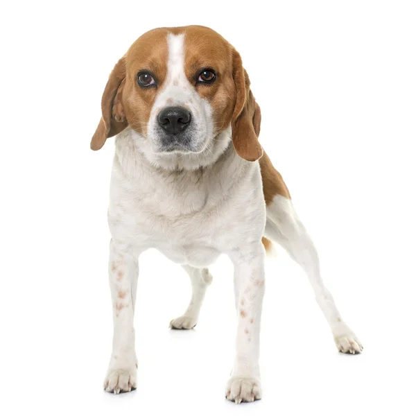 Beagle in studio — Stockfoto