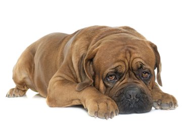 Dogue De Bordeaux