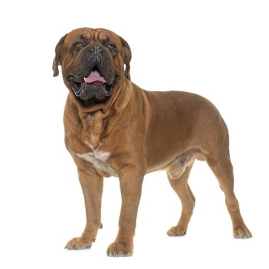 Dogue De Bordeaux