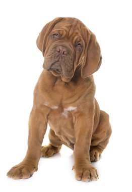 köpek yavrusu Dogue de Bordeaux