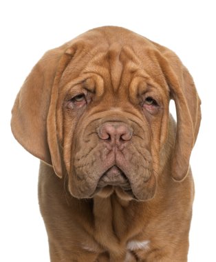 köpek yavrusu Dogue de Bordeaux
